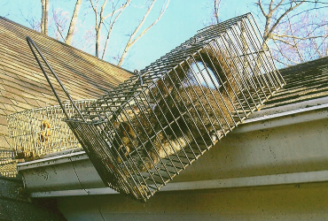 How to trap and remove squirrels in Delaware, Tree squirrel